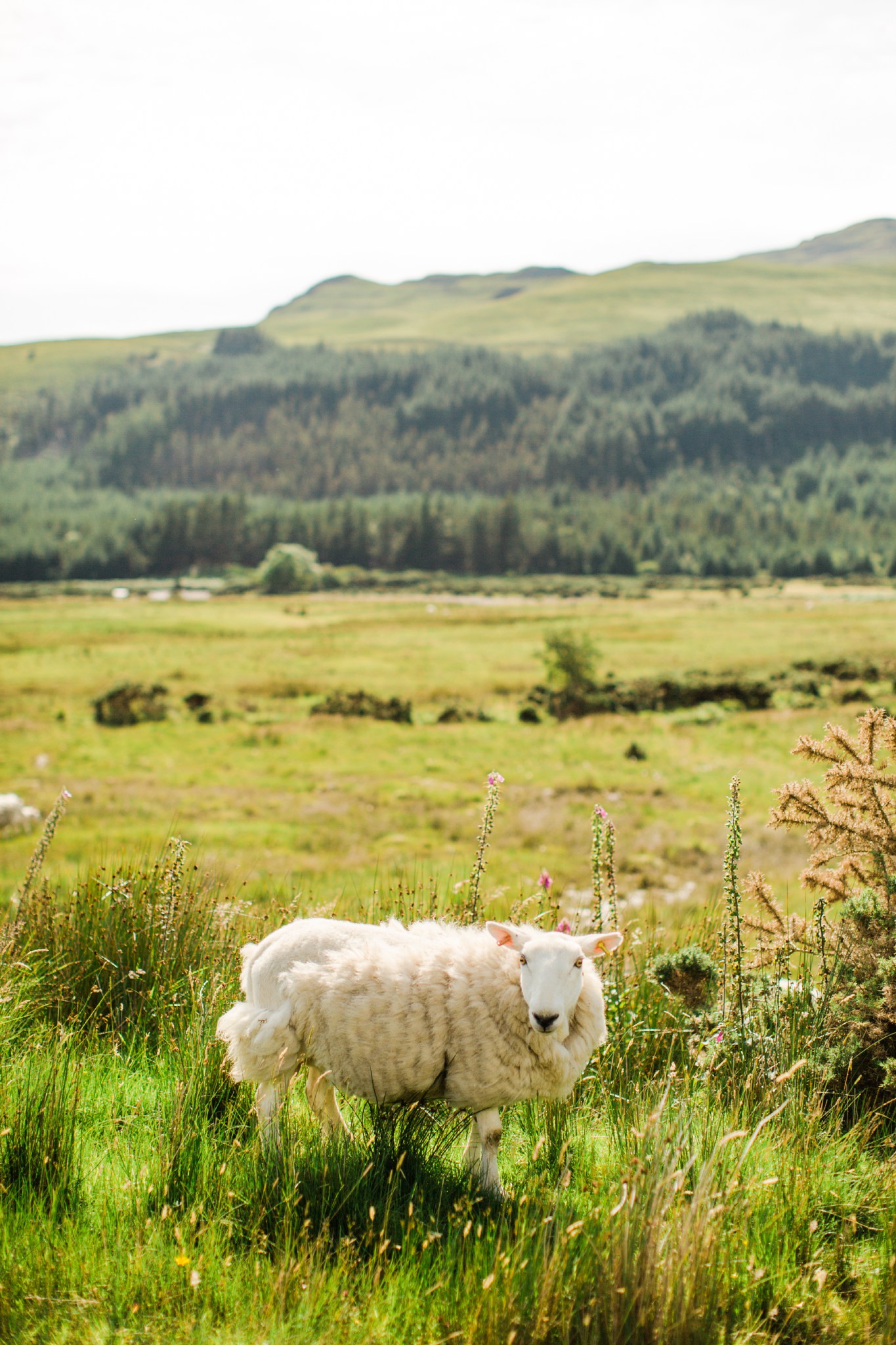 scotland_landscapes_deborah_zoe_photography_00006.JPG