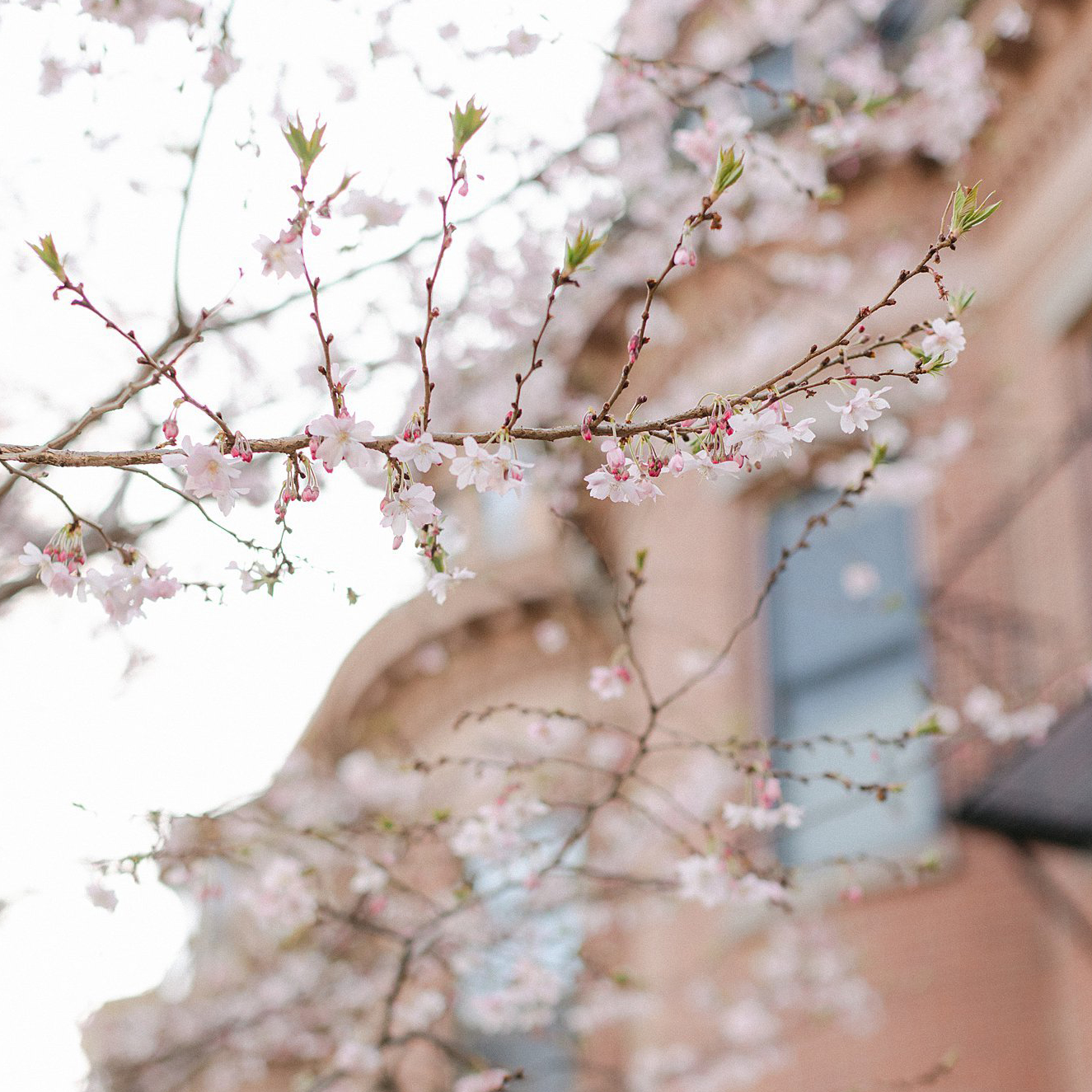 Cherry Blossoms in bloom in Boston. Deborah Zoe Photography.