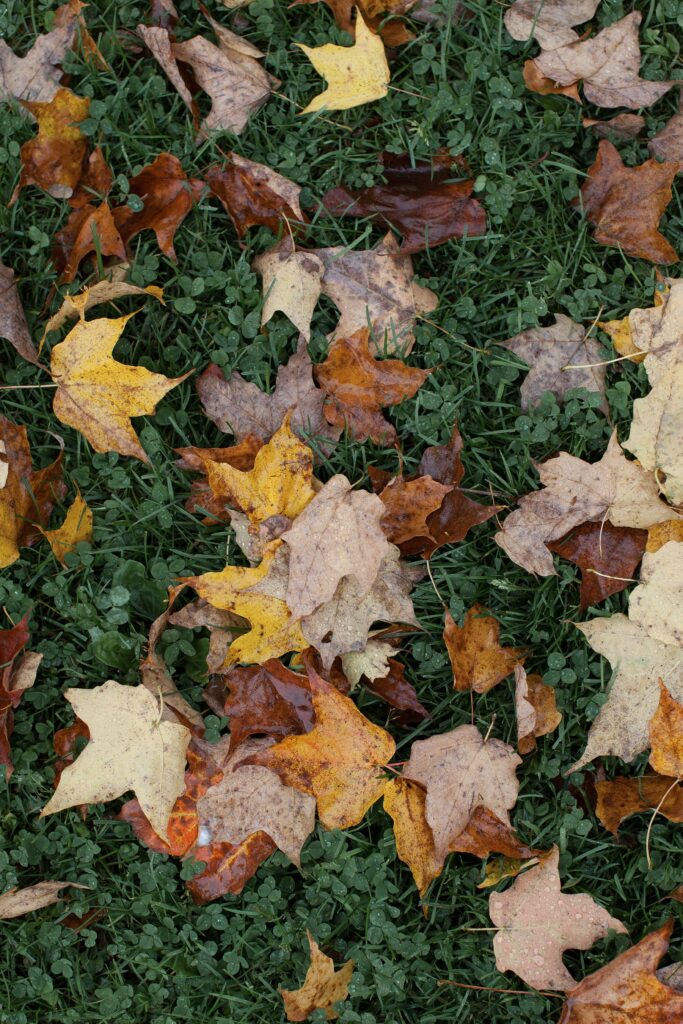 View of fall foliage in hills of Vermont. Vermont Wedding Photographer Deborah Zoe Photography